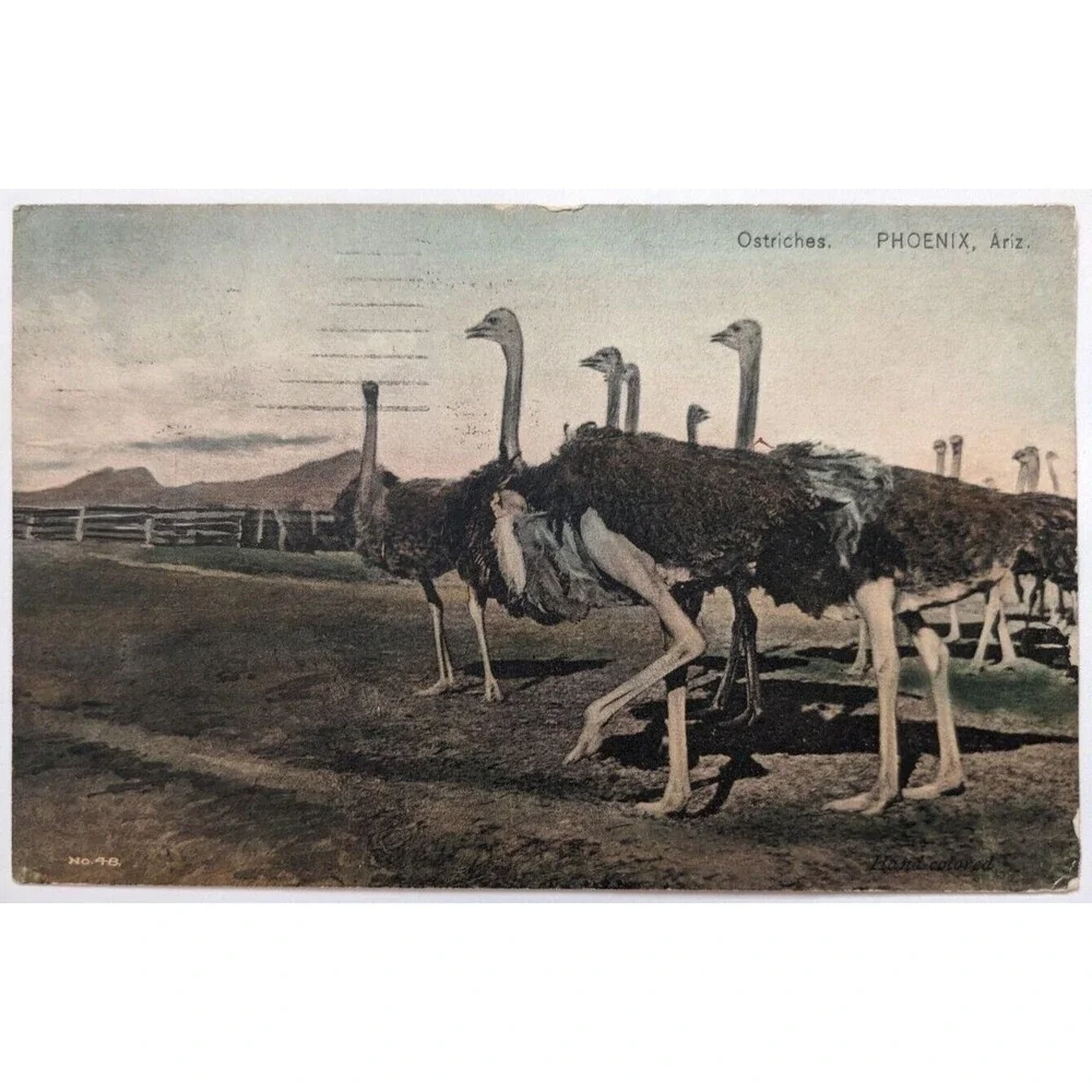 Ostriches near Phoenix Arizona Desert Mountains Farm‎ Animals c1911 Postcard D2